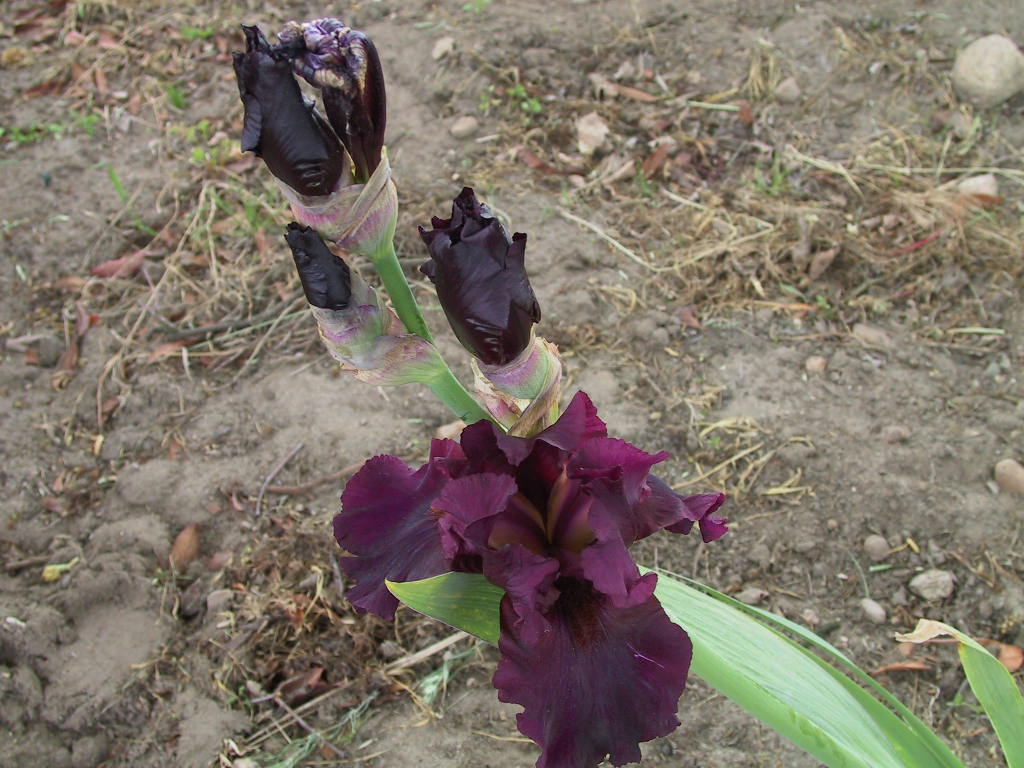 Iris barbata Raspberry Ripples.jpg
